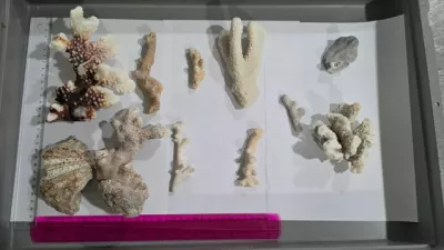 Slovencu so na zagrebškem letališču zasegli 1,6 kilograma koral, za katere ni imel dovoljenja za uvoz. 