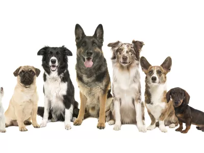 Group of different purebred dogs from small to large sitting looking at the camera on a white background