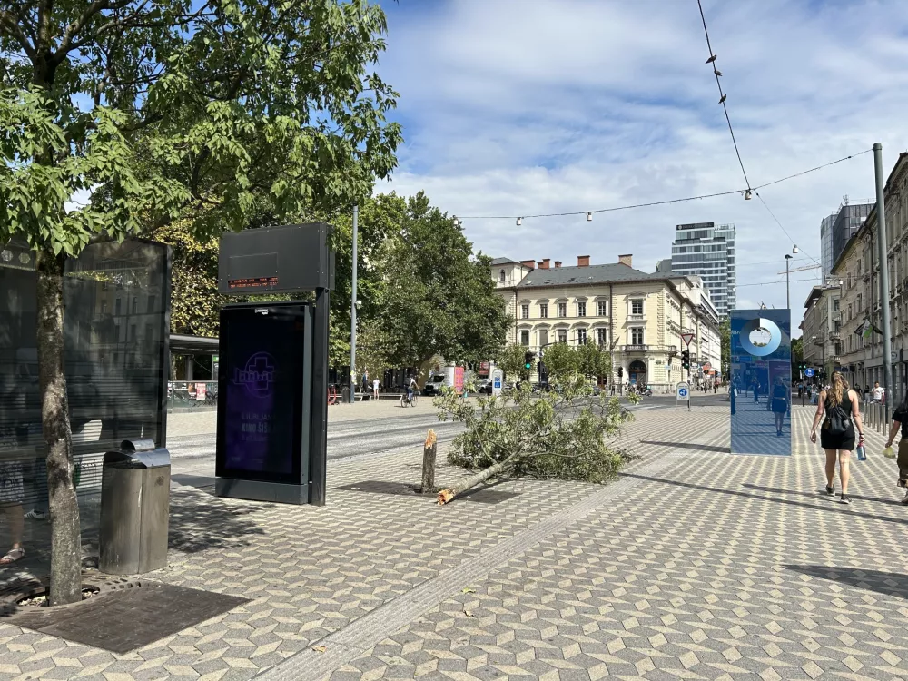 Podrto drevo je privabilo poglede mimoidočih. Foto: &Scaron;pela Ferlin