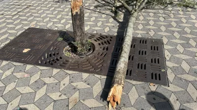 Drevo bi lahko podrl veter. Foto: &Scaron;pela Ferlin
