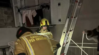 Orientalski sršen se širi po Kopru, občina poziva k prijavam gnezd
