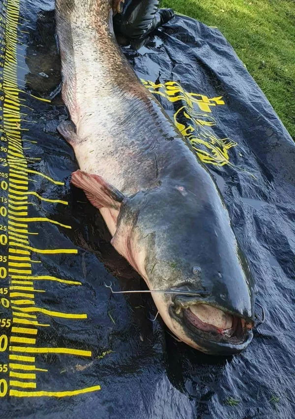 Slivni&scaron;ko jezero, som, 264 cm, ribič Robert Brzelan / Foto: Fb Robert Brzelan