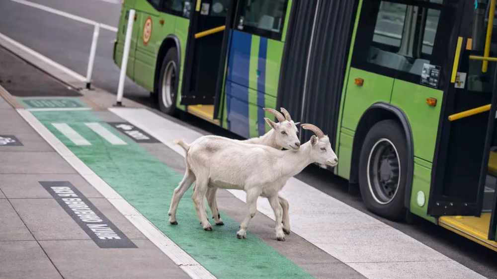 koze na busu