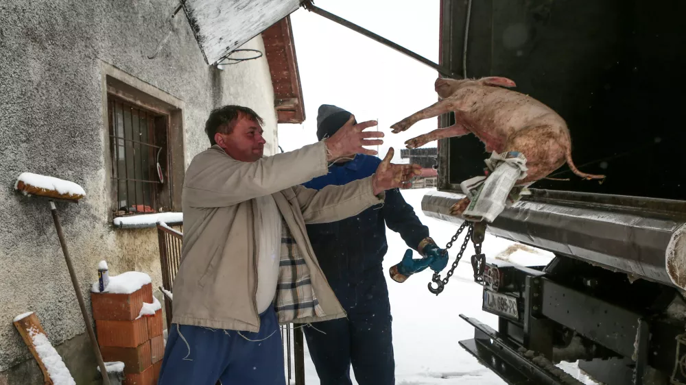 - živalski kadaver - živalsko truplo- 20.11.2018 &ndash; Ptuj - Veterinarsko higienska služba (VHS), terenski ogled dela veterinarsko higienske službe - odvoz poginulih živali, //FOTO: Luka Cjuha.