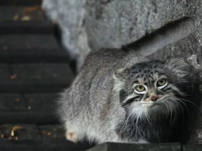 Pallasova mačka oziroma manul