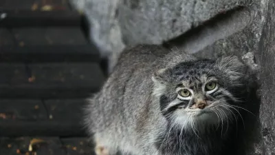 Pallasova mačka oziroma manul