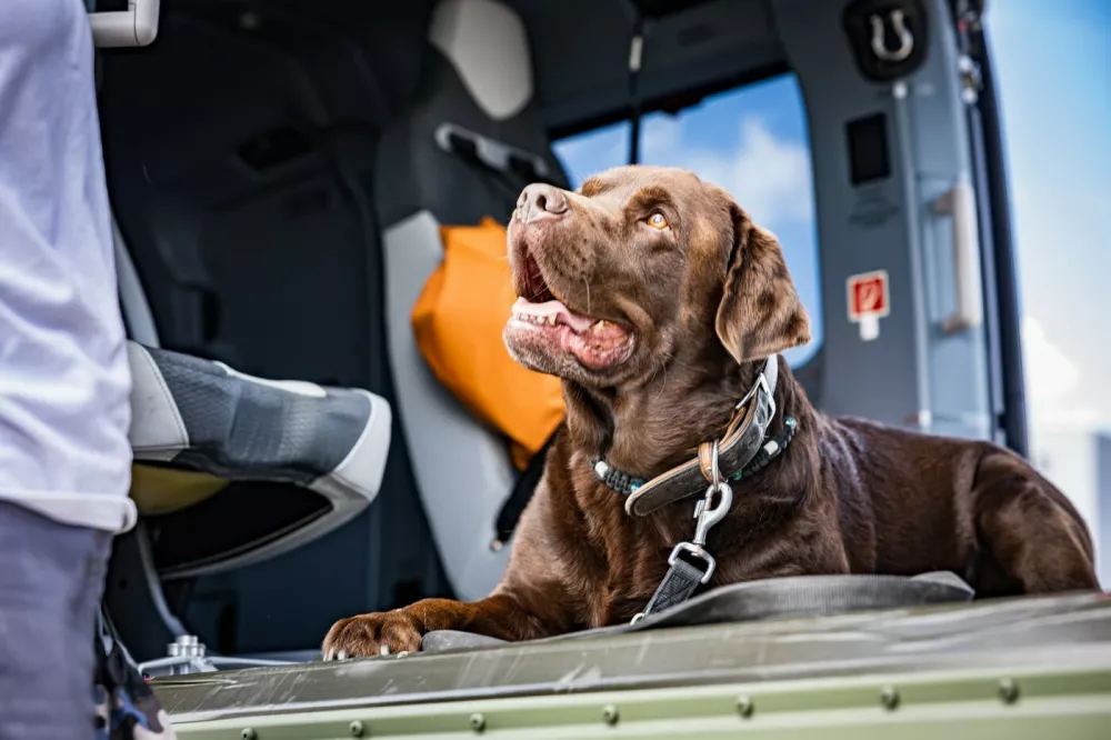 Rescue dogs are gently introduced to a H145 recue helicopeter at Donauw&ouml;rth, the German headquarters of Airbus Helicopters. //Life-saving sniffer dogs are seen overcoming their fear of rescue helicopters during vital training. Aircraft manufacturer Airbus helps canine units get used to the sound, vibrations and downwash of the rotors so they can travel to the areas where they are needed. The initially nervous dogs of the Nordschwaben District Association of the Bavarian Red Cross are introduced to a H145 aircraft at Donauw&ouml;rth, the German headquarters of Airbus Helicopters. They are then taken to the helicopter while the rotors are turning to get used to the sensations. Airbus said Friday (14/8): "The vibrations and downwash of the rotor unsettle the dogs. The closer they get, the more they cower. All that can help now are kind words from their human partner and a few treats from their pockets at the right moment. When the rescue teams go on search missions, there are usually helicopters in the air, flying over the area, which is why the dogs need to overcome their fear of them." Airbus said that five dogs took part &ndash; Miko, Odin, Bella, Mia and Hugo &ndash; with four overcoming their fear. It added: "But that's not a problem, since area search dogs don't normally fly with the helicopter. They are deployed in locations where the terrain can also be accessed by car."Photo released 19/08/2026,Image: 1125881898, License: Rights-managed, Restrictions: Editorial use, commercial use may require additional licenses. We don't use AI to make images which could be mistaken for news photos. AI use will be clearly indicated. Supplied on condition you ensure personal data is processed in compliance with UK GDPR, Model Release: no 
