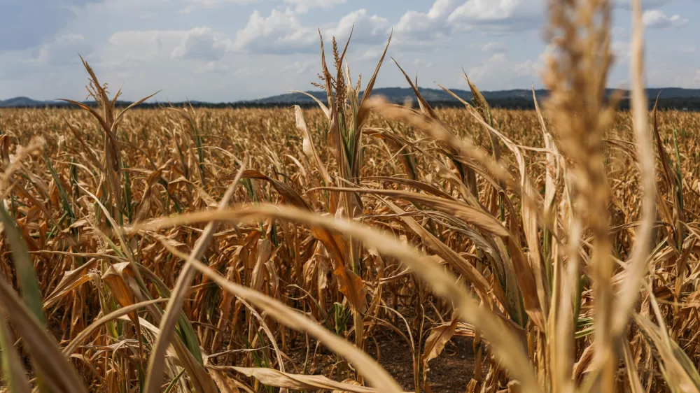 - 11.08-2026. - Su&scaron;a, Kr&scaron;ko polje, koruza.//FOTO: Bojan Velikonja