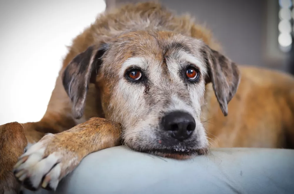 A portrait of a beautiful brown senior dog lying on her bed in natural light.