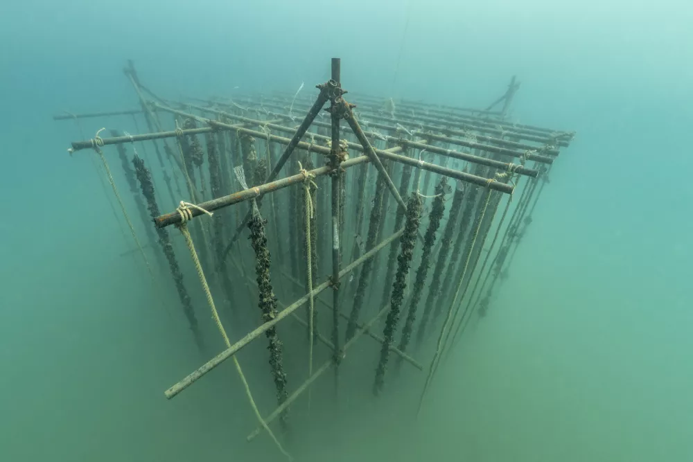 Skulptura Mytilus leži na morskem dnu na približno 12 metrih globine. Foto: Borut Furlan