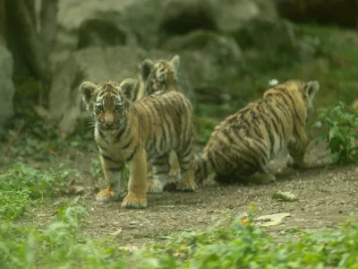 Male tigrice ZOO LJubljana