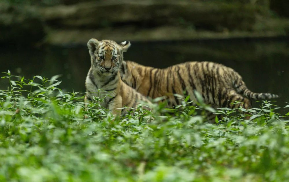Male tigrice ZOO LJubljana
