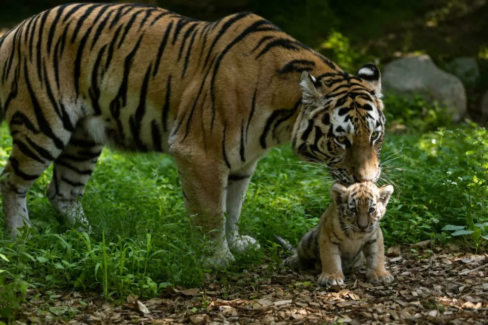 Male tigrice ZOO LJubljana