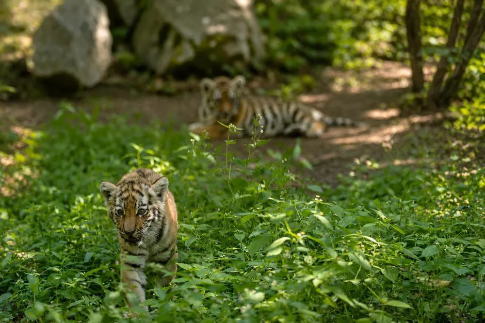 Male tigrice ZOO LJubljana