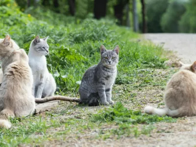 Stray cats are sitting on the roadside. Adult cats and a gray kitten. Homeless animals.