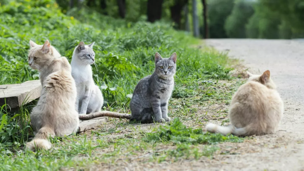 Stray cats are sitting on the roadside. Adult cats and a gray kitten. Homeless animals.