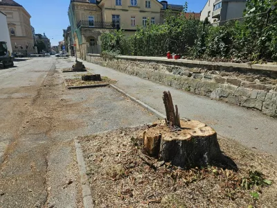 Maribor, Trubarjeva ulica.Izjava Mestne obcine Maribor v zvezi s posekom dreves na Trubarjevi ulici.Gradbisce Trubarjeva ulica