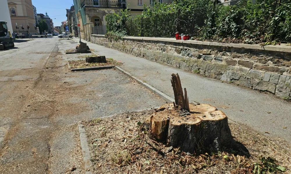 Maribor, Trubarjeva ulica.Izjava Mestne obcine Maribor v zvezi s posekom dreves na Trubarjevi ulici.Gradbisce Trubarjeva ulica