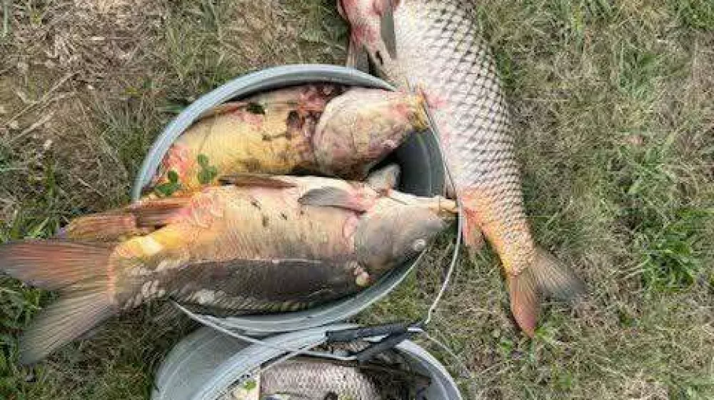 ribe Pesnica