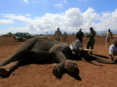 A International Fund for Animal Welfare (IFAW) scientist holds an elephant after it was fitted with an advanced satellite radio tracking collar to monitor their movement and control human-wildlife conflict near Mt. Kilimanjaro at the Amboseli National Park, in Kenya November 2, 2016. REUTERS/Thomas Mukoya