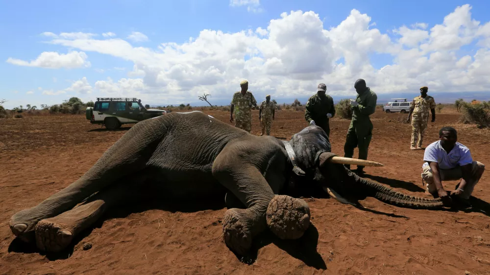 A International Fund for Animal Welfare (IFAW) scientist holds an elephant after it was fitted with an advanced satellite radio tracking collar to monitor their movement and control human-wildlife conflict near Mt. Kilimanjaro at the Amboseli National Park, in Kenya November 2, 2016. REUTERS/Thomas Mukoya