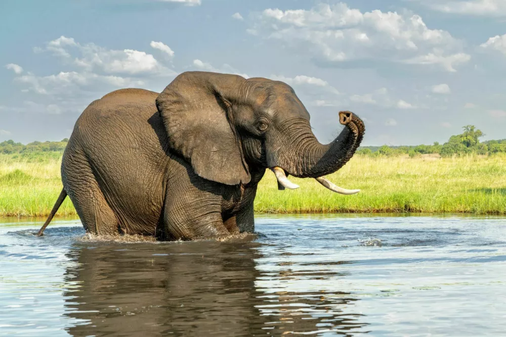Close encounter with a bull elephant from a boat. African elephant bull taking a bath in the Chobe River between Botswana and Namibia in the green season.