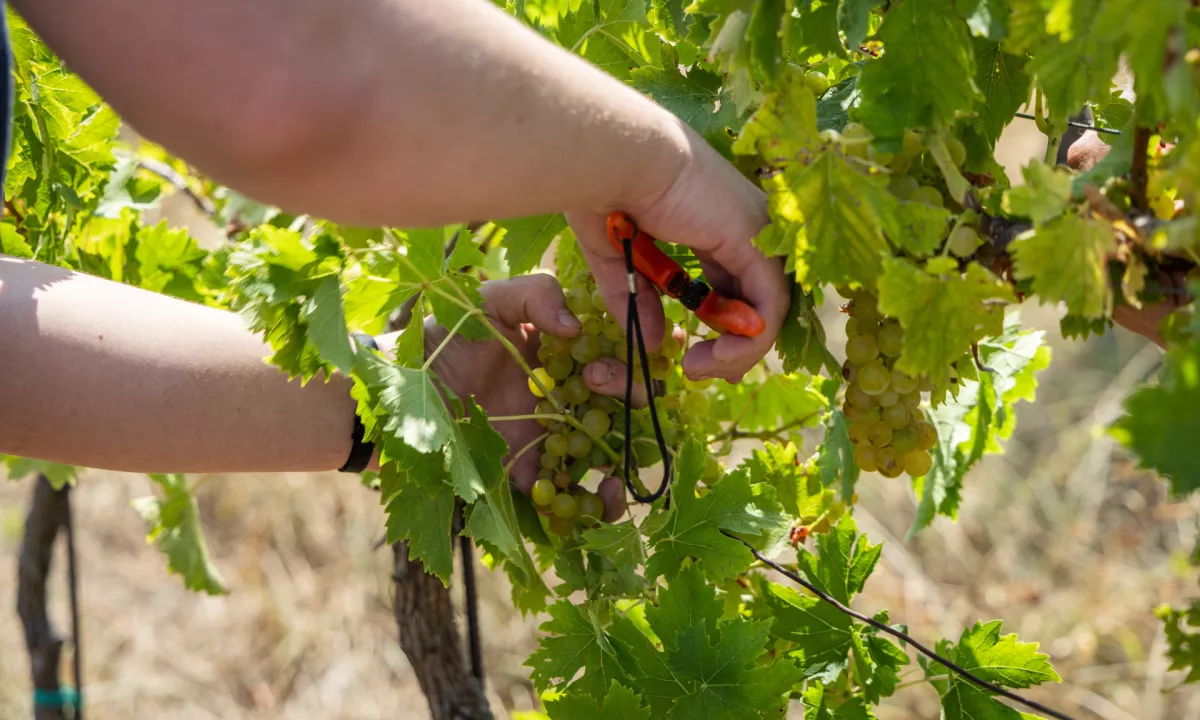 V vinogradih bijejo plat zvona: vreme oklestilo pridelek grozdja, napoveduje se podražitev vin