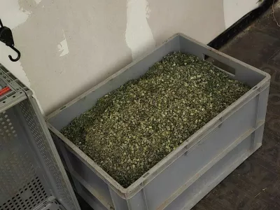 Ljubljanski kriminalisti so v hi&scaron;ni preiskavi na Igu zasegli 800 razstlin konoplje in okoli 20 kilogramov že posu&scaron;ene droge.