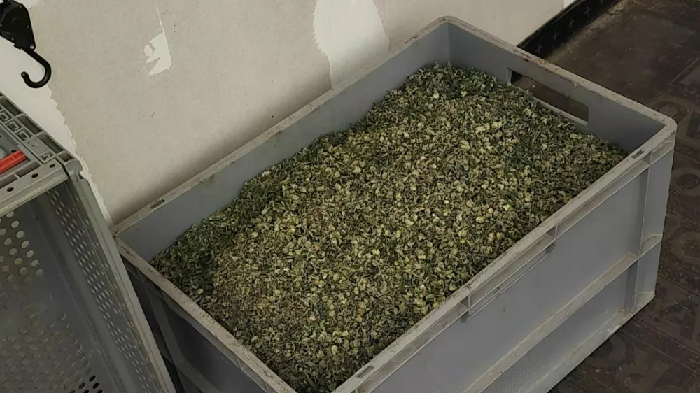 Ljubljanski kriminalisti so v hi&scaron;ni preiskavi na Igu zasegli 800 razstlin konoplje in okoli 20 kilogramov že posu&scaron;ene droge.