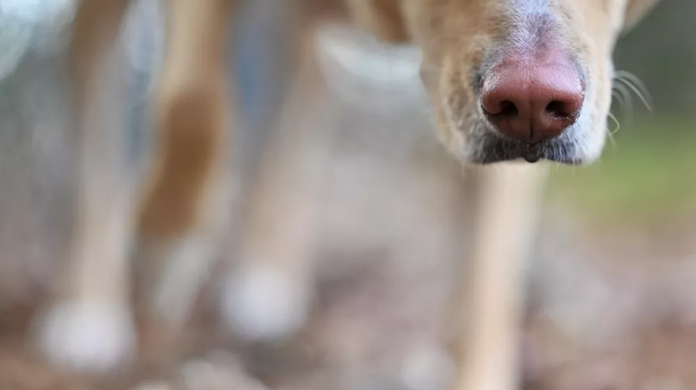 Only the wet nose of a yellow Labrador Retriever dog with legs blurred in the background / Foto: Alison Rose Getty Images/istockphoto
