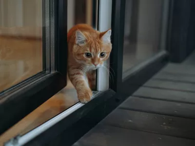 domestic ginger tabby cat escaping home through glass door