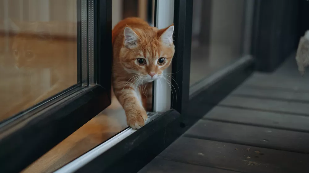 domestic ginger tabby cat escaping home through glass door