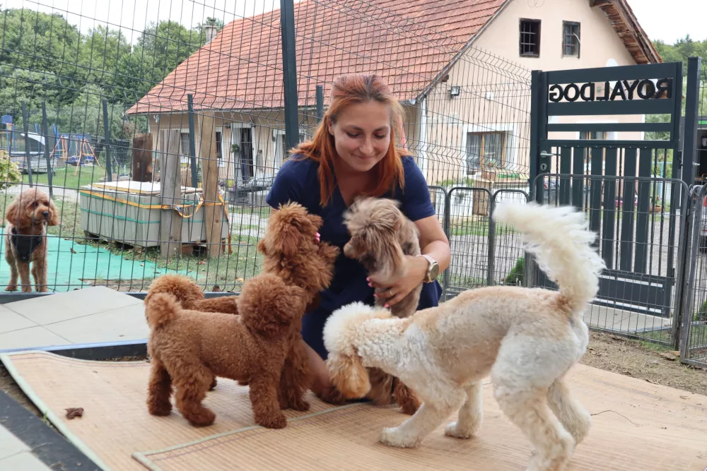 Lenart, Spodnji Zerjavci.Lidija Kocbek iz Royal Dog and Cat, pasjega in macjega salona ter hotela.