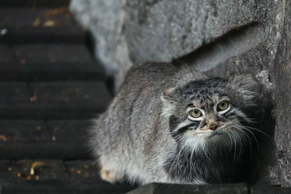 Pallasova mačka oziroma manul