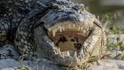 Nile crocodile