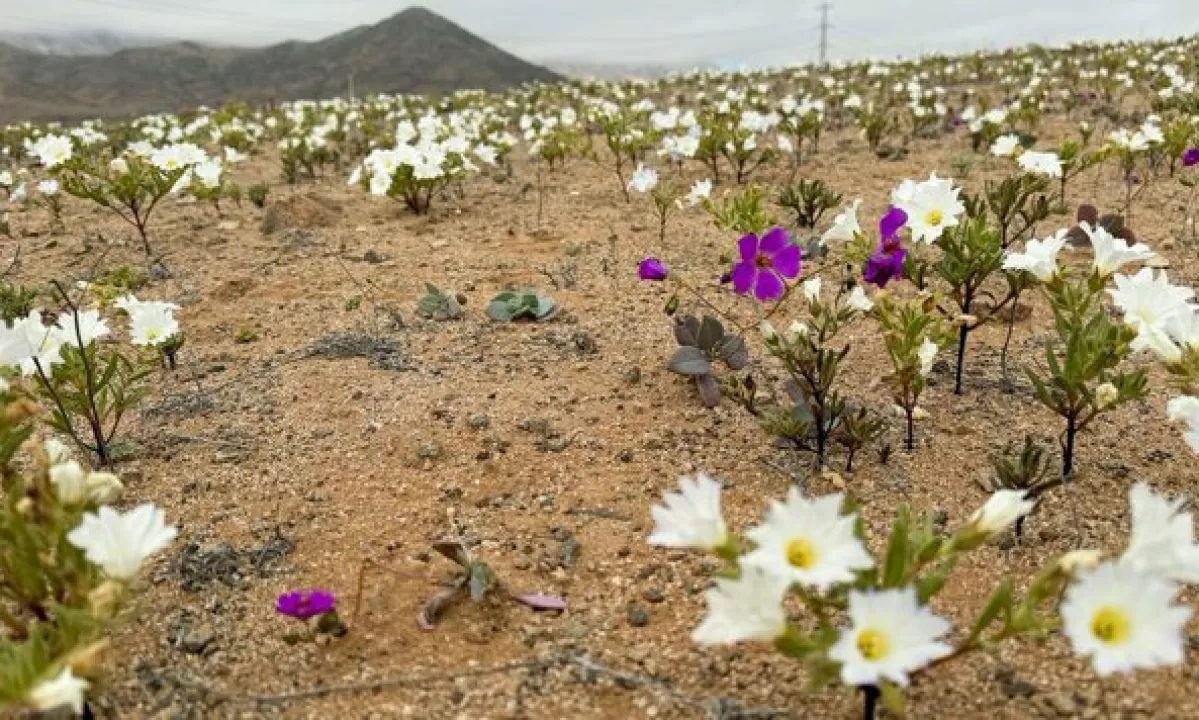 Cvetoča puščava Atacama: redko rožnato presenečenje sredi suhega sveta