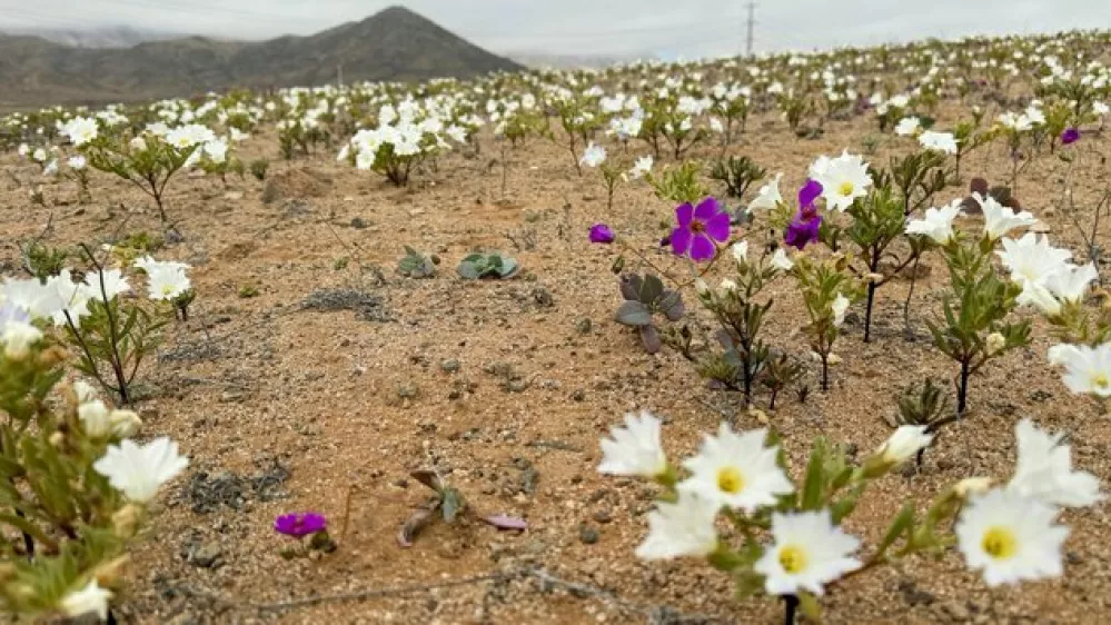 Pu&scaron;čava Atacama.