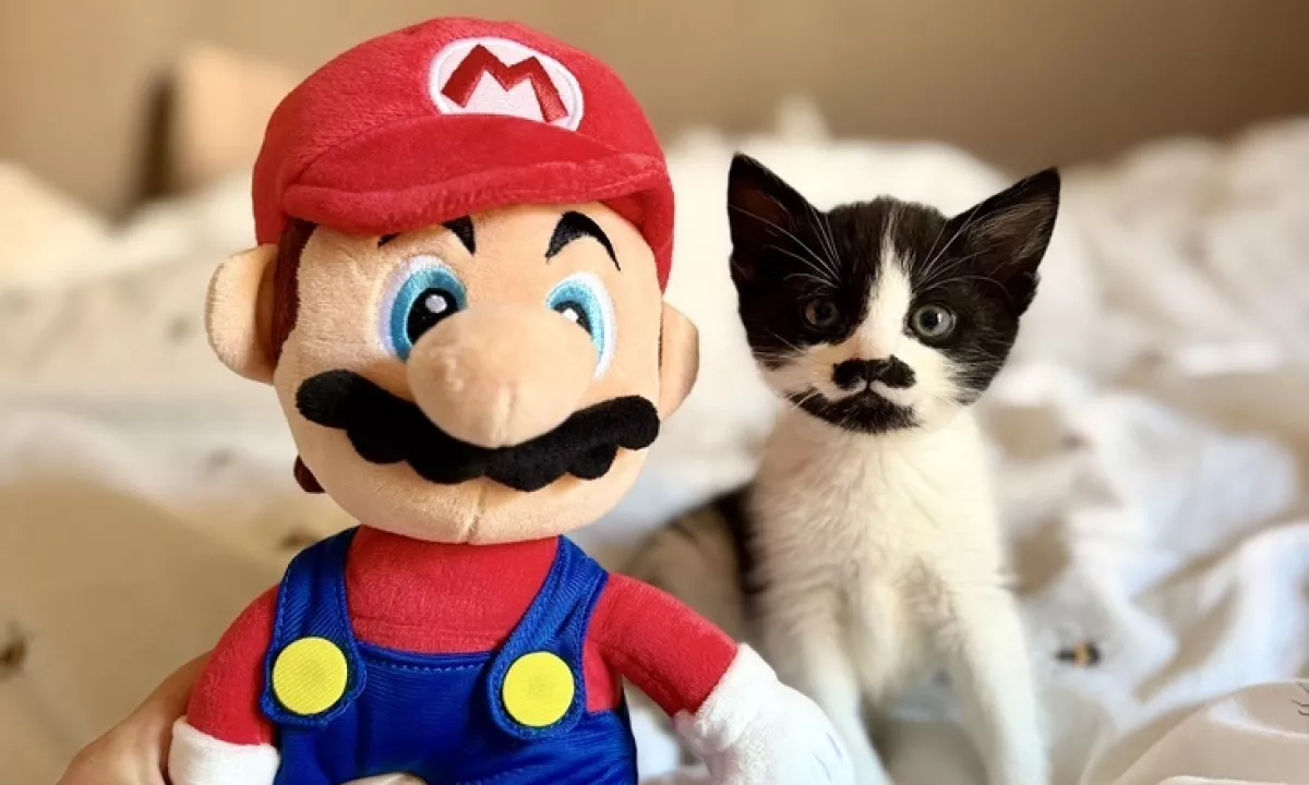 Mali super mario išče svoj za vedno dom