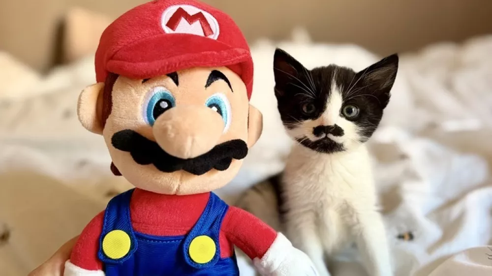 **VIDEO AVAILABLE. CONTACT INFO@COVERMG.COM TO RECEIVE.**WORDS BYLINE: Hayley ChamberlainAn adorable rescue kitten named Mario is looking for a new home after his unusual facial markings left him looking just like the famous video game plumber.The tiny black-and-white moggy sports a patch of dark fur beneath his nose resembling Super Mario's trademark moustache.Mario was found wandering alone and crying in Tipton, West Midlands, in July when he was just five weeks old.He was rescued by RSPCA officers and taken to the charity's Birmingham Animal Centre and Hospital in Frankley Green, where animal care assistant Chloe Sewell took him under her wing.The youngster has since grown into an energetic and mischievous kitten who appears to have plenty in common with his Mushroom Kingdom namesake.Chloe said: "Mario is your typical boisterous, cheeky, mischievous little kitten."He's utterly adorable and such good fun to have around, although he does still need to learn some social skills and pick up some manners!"He is very playful and would quite happily play all day."He can be affectionate and cuddly when he's snoozing and he'll purr his head off, but he's not really a lap-cat, though this may change as he matures and calms down."Mario has spent the past five weeks by Chloe's side and has also struck up an unlikely friendship with her dog, Henry.Chloe added: "When we get back to mine at the end of the day, he is so excited to see my dog, Henry; they're the best of friends and will play for hours on end."That's why we'd love for him to find a home with a loving family who are ready to play lots of games and who already have a cat or a dog for him to play with."Rescuers believe Mario would suit a family with children and would ideally like him to have access to the outdoors when he is old enough.Chloe said: "He's very energetic and adventurous - much like his Mushroom Kingdom namesake."As far as Mario's concerned, the more people for him to play with, the better!"Featuring: Mario the rescue kitten, whose distinctive facial markings resemble Super Mario's famous moustacheWhen: 26 Aug 2026Credit: RSPCA/INSTARimages**EDITORIAL USE ONLY. MATERIALS ONLY TO BE USED IN CONJUNCTION WITH EDITORIAL STORY. THE USE OF THESE MATERIALS FOR ADVERTISING, MARKETING OR ANY OTHER COMMERCIAL PURPOSE IS STRICTLY PROHIBITED. MATERIAL COPYRIGHT REMAINS WITH STATED PHOTOGRAPHER AND/OR SUPPLIER.**,Image: 1128603905, License: Rights-managed, Restrictions: EDITORIAL USE ONLY. MATERIALS ONLY TO BE USED IN CONJUNCTION WITH EDITORIAL STORY. THE USE OF THESE MATERIALS FOR ADVERTISING, MARKETING OR ANY OTHER COMMERCIAL PURPOSE IS STRICTLY PROHIBITED. MATERIAL COPYRIGHT REMAINS WITH STATED PHOTOGRAPHER AND/OR SUPP, Model Release: no 