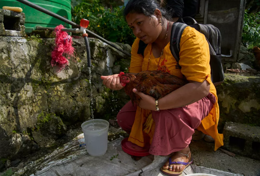 A flash flood survivor gives water to a chicken that was left behind after she fled to higher ground in the Devighat area of Nuwakot district in Nepal, Friday, Aug. 28, 2026. (AP Photo/Niranjan Shrestha)