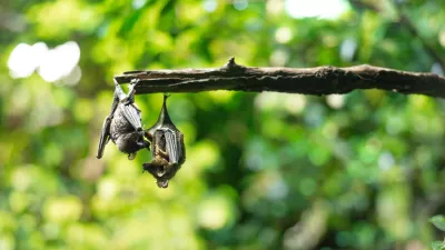 Netopirja v naravi. Mnogi se jih bojijo, toda ključni so za naravno ravnovesje. / Foto: Istock