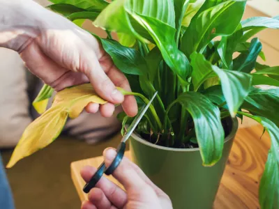 Rumeneči listi rastline so znak za razmislek, kaj delamo prav in kaj narobe. / Foto: Istock