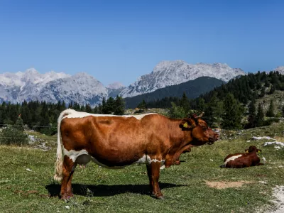 - Planinska pa&scaron;a, krave,- 04.08.2026. - Velika Planina. Pastirice.//FOTO: Bojan Velikonja