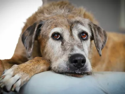A portrait of a beautiful brown senior dog lying on her bed in natural light. / Foto: Miwa_in_oz