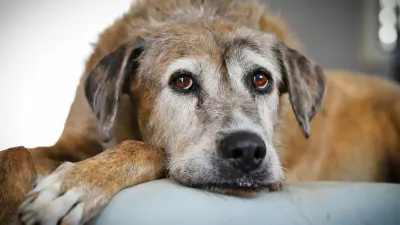 A portrait of a beautiful brown senior dog lying on her bed in natural light. / Foto: Miwa_in_oz