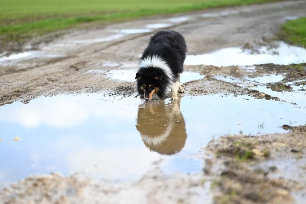 Pitje iz luž in drugih stoječih voda lahko pomeni tveganje za okužbo z leptospirozo. Foto: Vetpromet 
