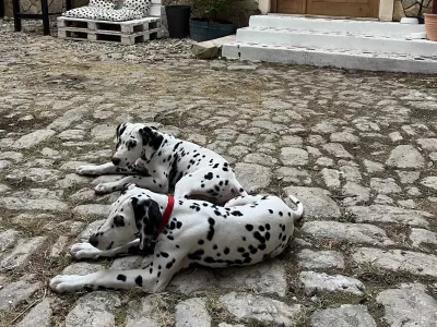 V samem sredi&scaron;ču &Scaron;ibenika, na Ulici kralja Zvonimira 42a, lahko obiskovalci spoznajo zgodbo pasme, ki jo danes skoraj vsakdo prepozna po značilni beli dlaki s črnimi ali rjavimi pikami.  F Igor Pavlovič