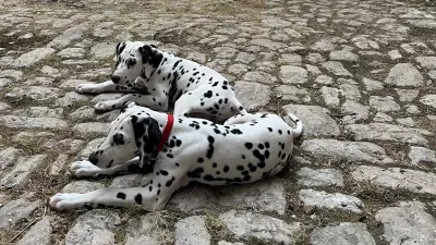 V samem sredi&scaron;ču &Scaron;ibenika, na Ulici kralja Zvonimira 42a, lahko obiskovalci spoznajo zgodbo pasme, ki jo danes skoraj vsakdo prepozna po značilni beli dlaki s črnimi ali rjavimi pikami.  F Igor Pavlovič