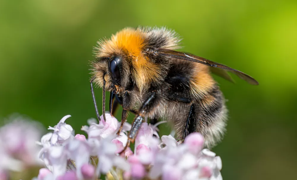 Bumblebee collects nectar from the flower. Close-up macro. / Foto: Cookelma Getty Images