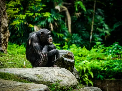 Chimpanzee taking a pose that loves in the jungle. Shooting Location: Singapore / Foto: Kanzilyou